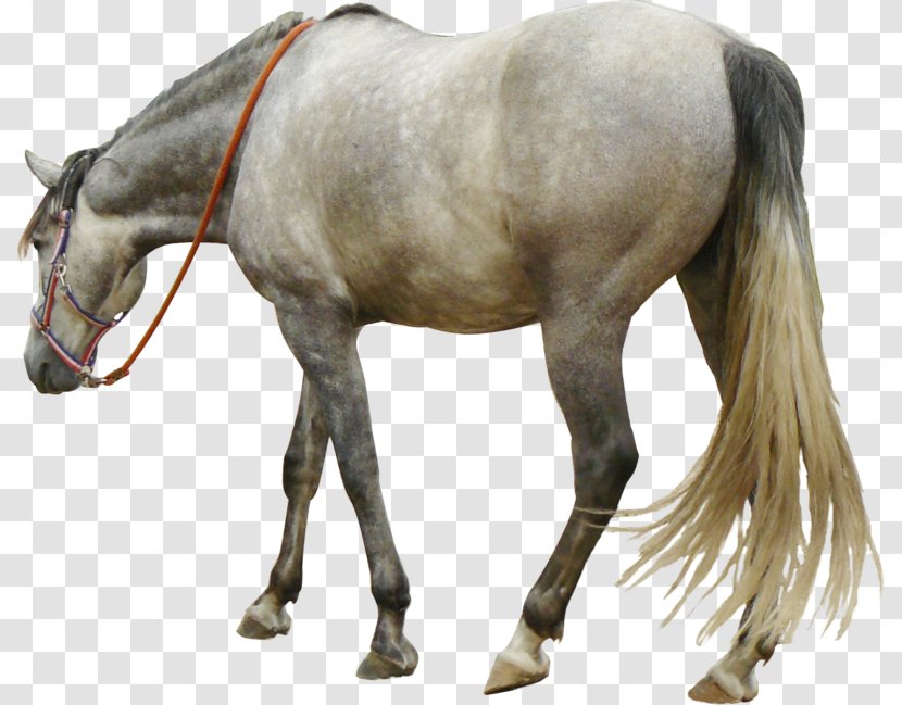 Andalusian Horse Tennessee Walking Mustang Howrse - Cowboy Transparent PNG
