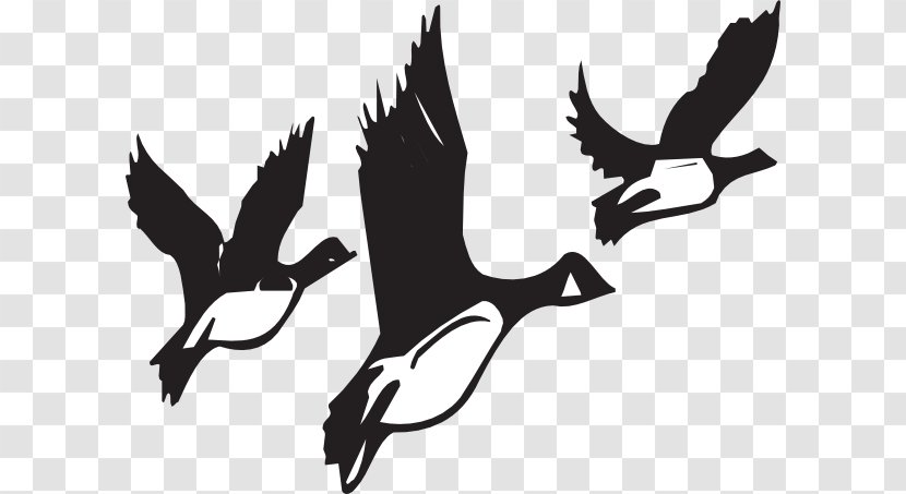 Canada Goose Bird Migration Clip Art - Flight - Images Of Geese Transparent PNG