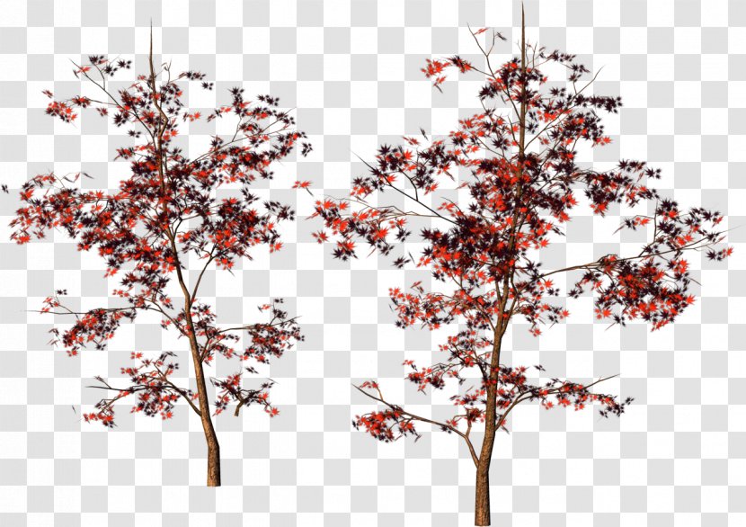 Tree Leaf Digital Image Clip Art - Sea Buckthorn Transparent PNG