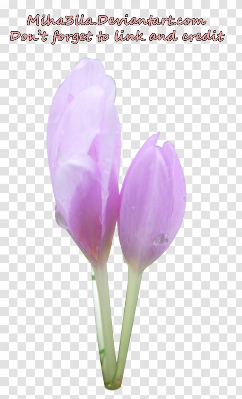 Tulip Cut Flowers Bud Plant Stem Petal - Crocus Transparent PNG