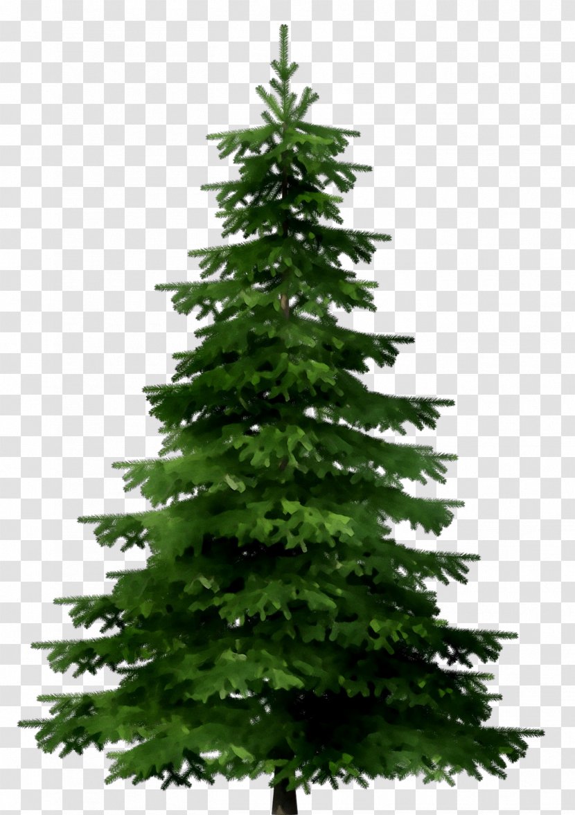 Stock Photography Image Spruce Christmas Tree - Green - Leaf Transparent PNG