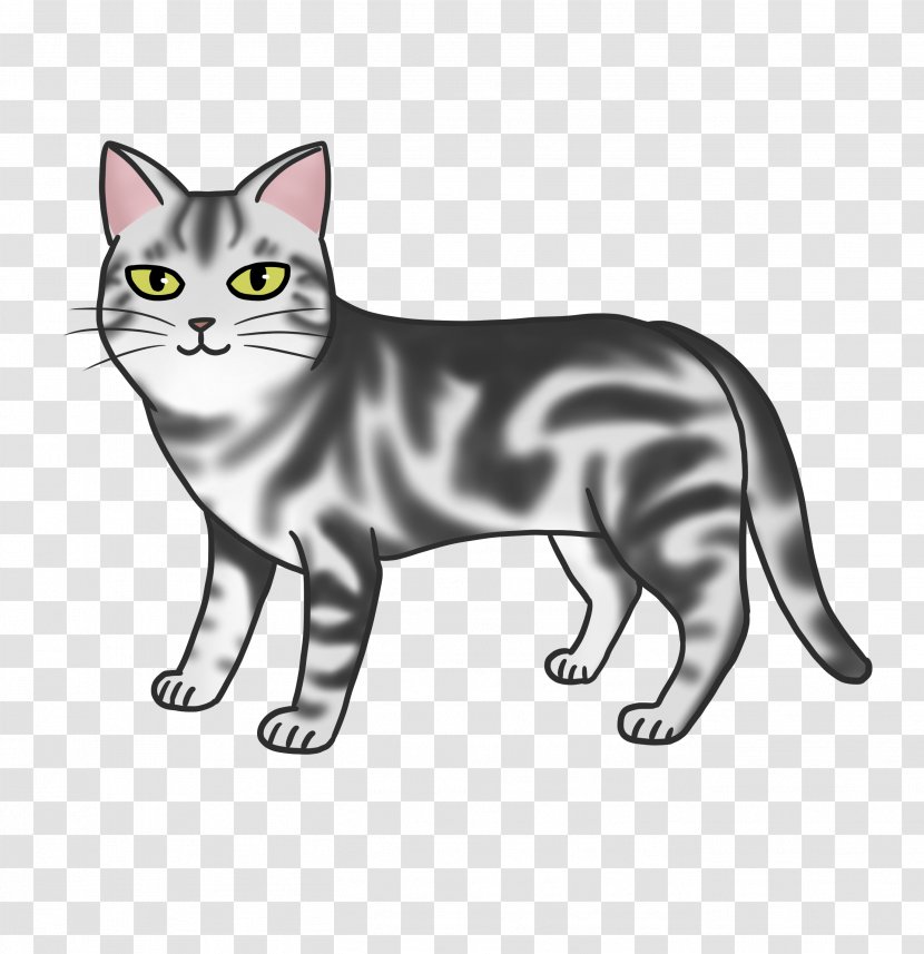 American Shorthair Manx Cat Wirehair Korat Whiskers - Domestic Shorthaired Transparent PNG