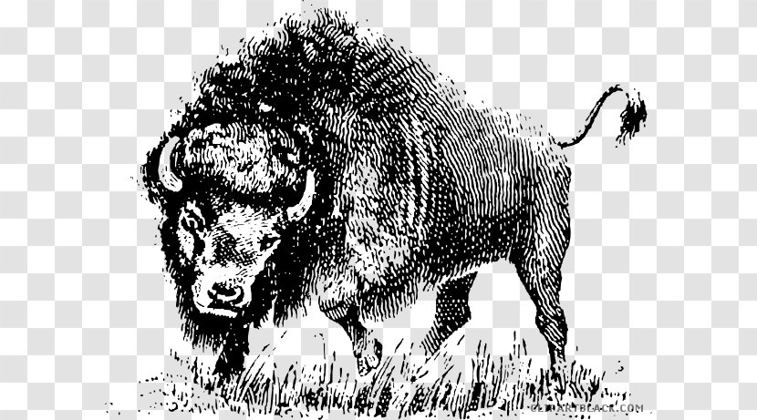 American Bison Clip Art Vector Graphics Openclipart Image - Drawing - Buffalo Head Black And White Transparent PNG