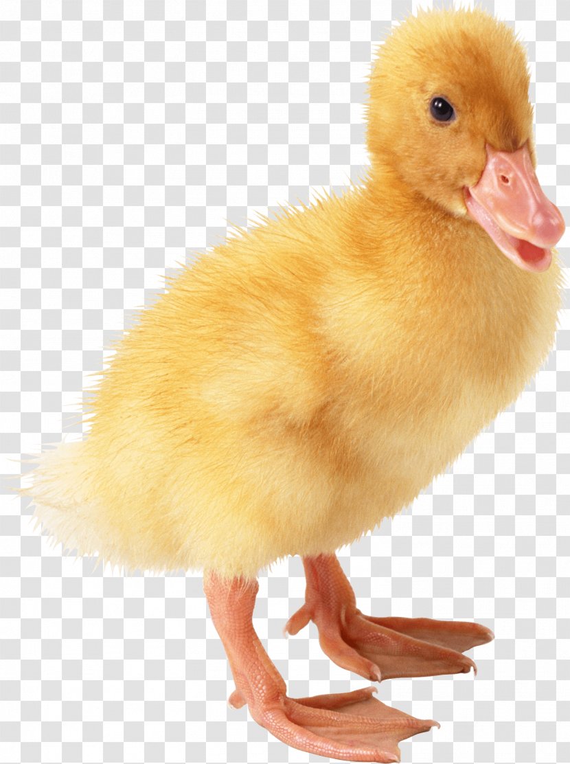 Little Yellow Duck Project - Duckling - Image Transparent PNG