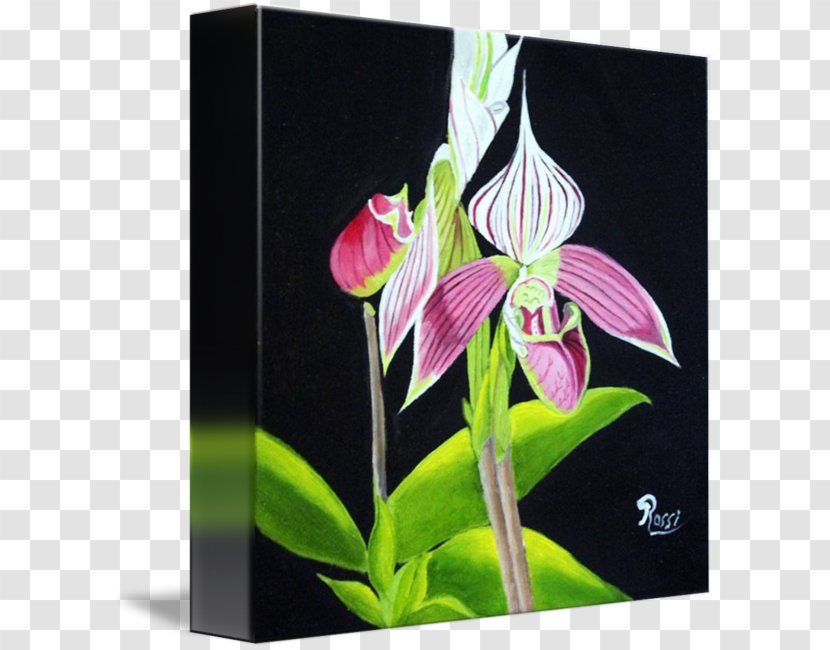 Moth Orchids Jersey Lily Dendrobium Belladonna Fawn Lilies - Lady's Slipper Transparent PNG