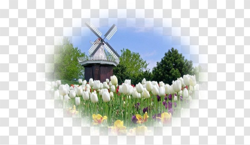 Netherlands Desktop Wallpaper Newquay Holland Tulip - Paysage Transparent PNG