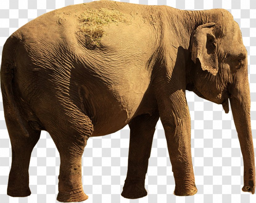 Indian Elephant African Tusk Wildlife - India Transparent PNG