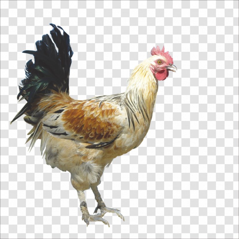 Rooster Chicken Domestic Pig Duck Goose - Livestock Transparent PNG