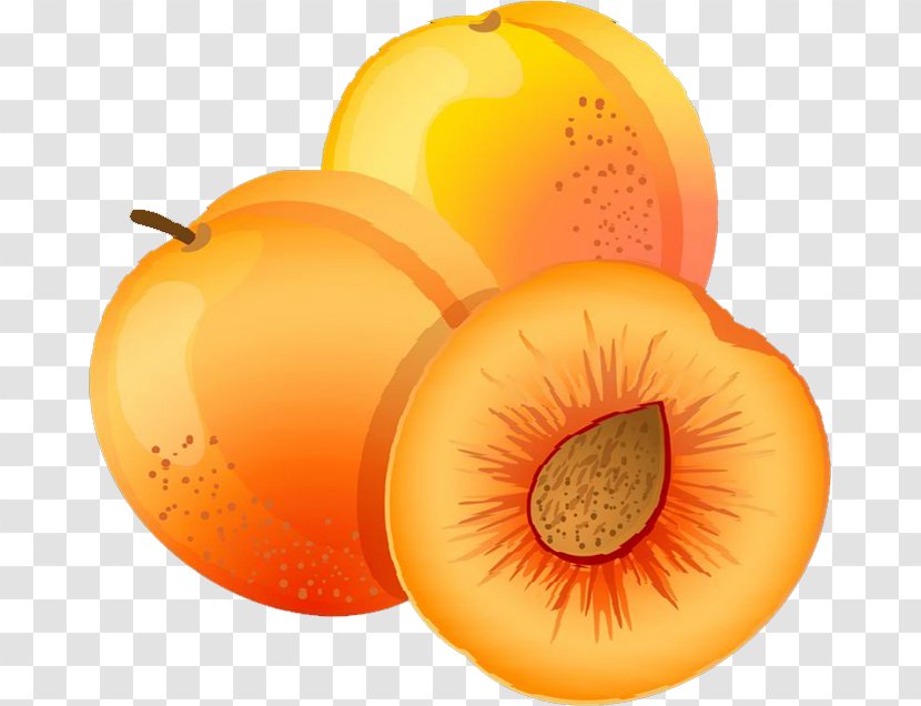 Apricot Fruit Peach Clip Art - Food Transparent PNG