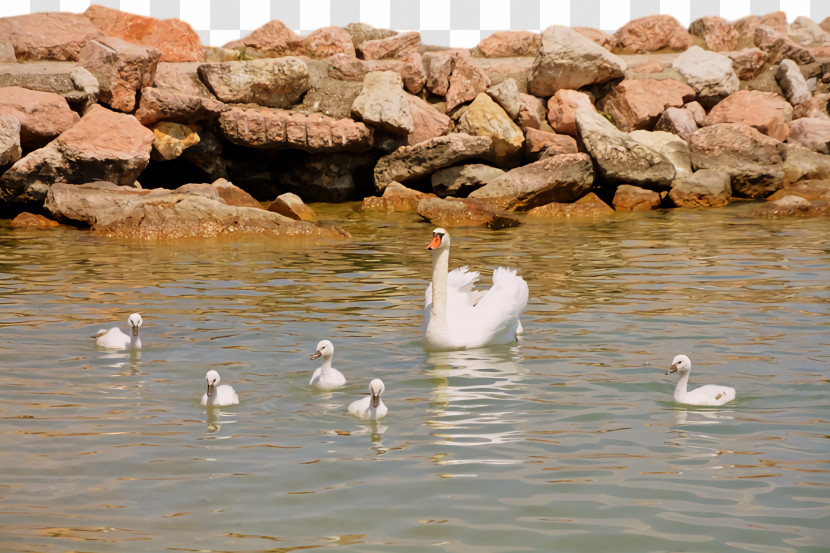 Duck Goose Swans Pond Water Transparent PNG