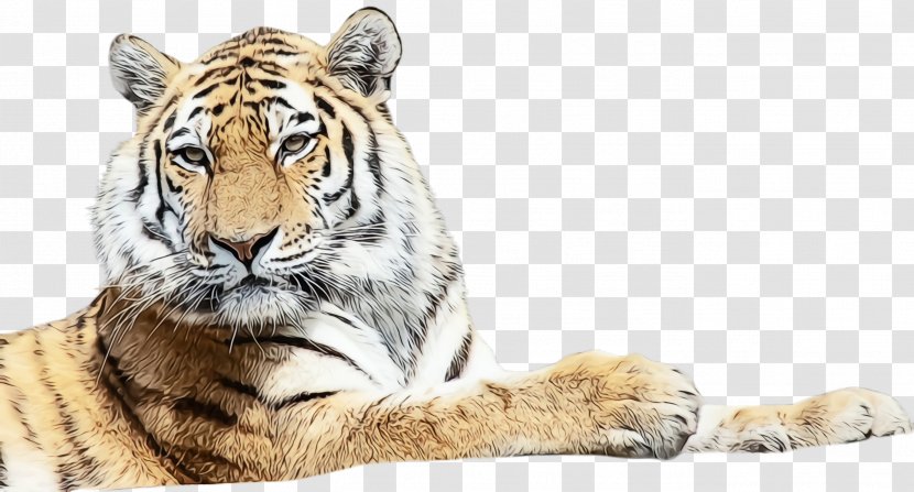 Tiger Bengal Wildlife Siberian Terrestrial Animal - Wet Ink - Big Cats Whiskers Transparent PNG