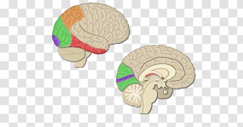 Cerebral Cortex Visual Sulcus Lobes Of The Brain - Heart Transparent PNG