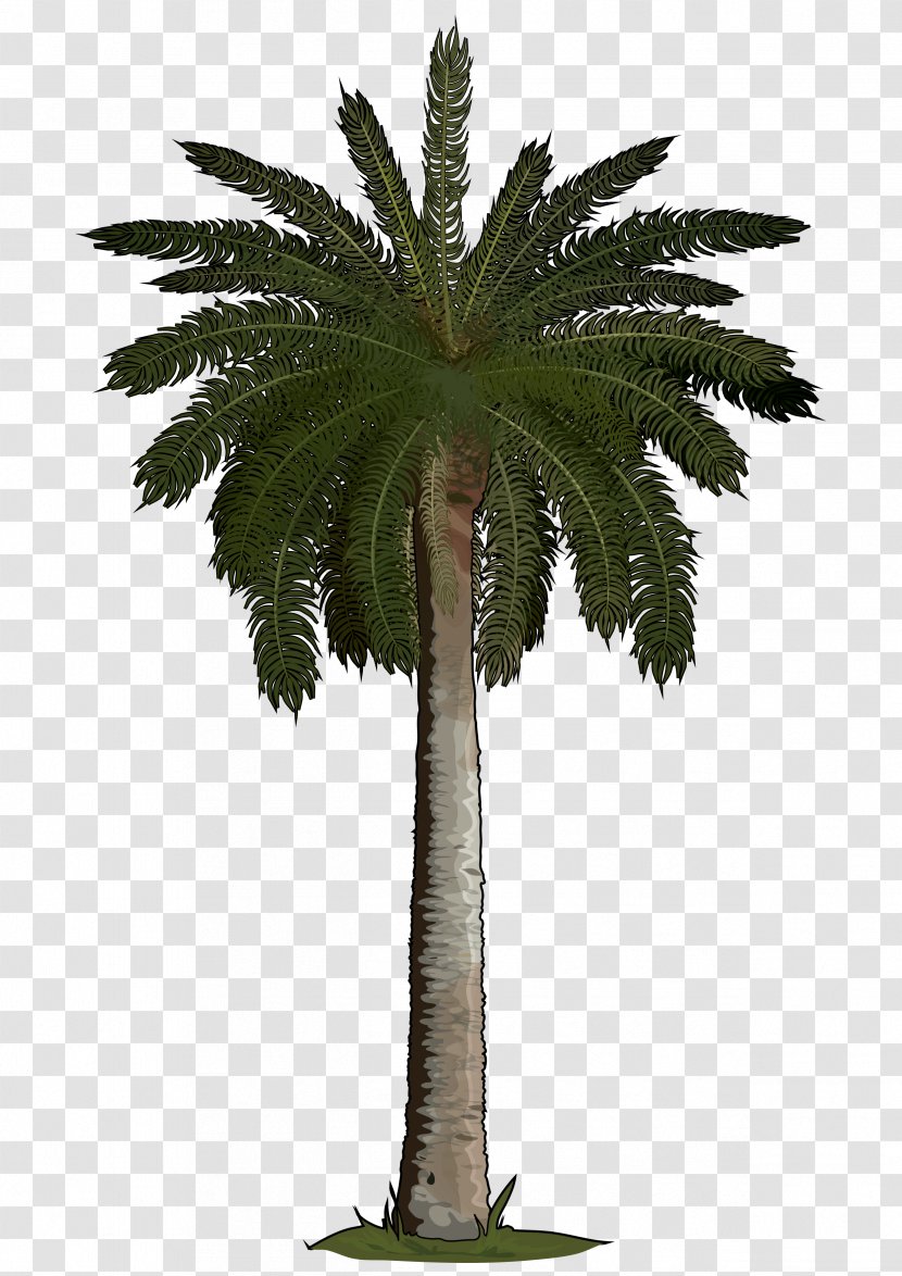 Arecaceae Sago Palm Tree Areca Phoenix Roebelenii - Coconut - 35 Transparent PNG