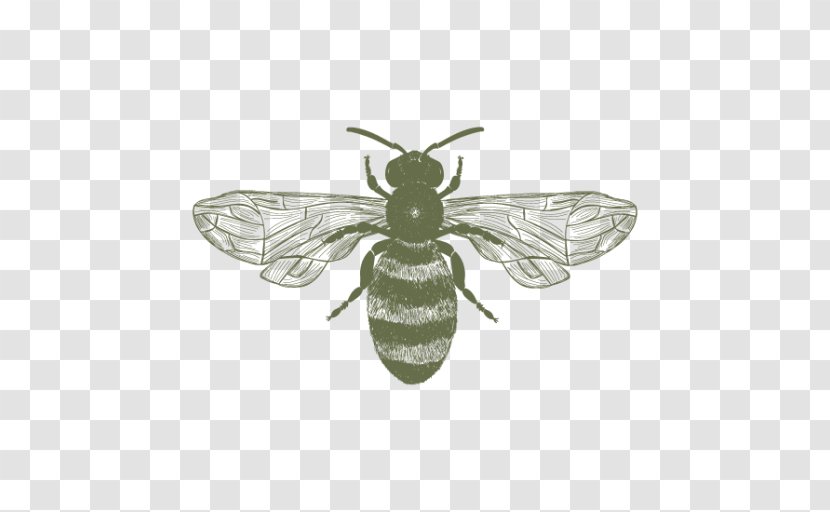 Honey Bee Pottery Ceramic Insect - Studio Transparent PNG