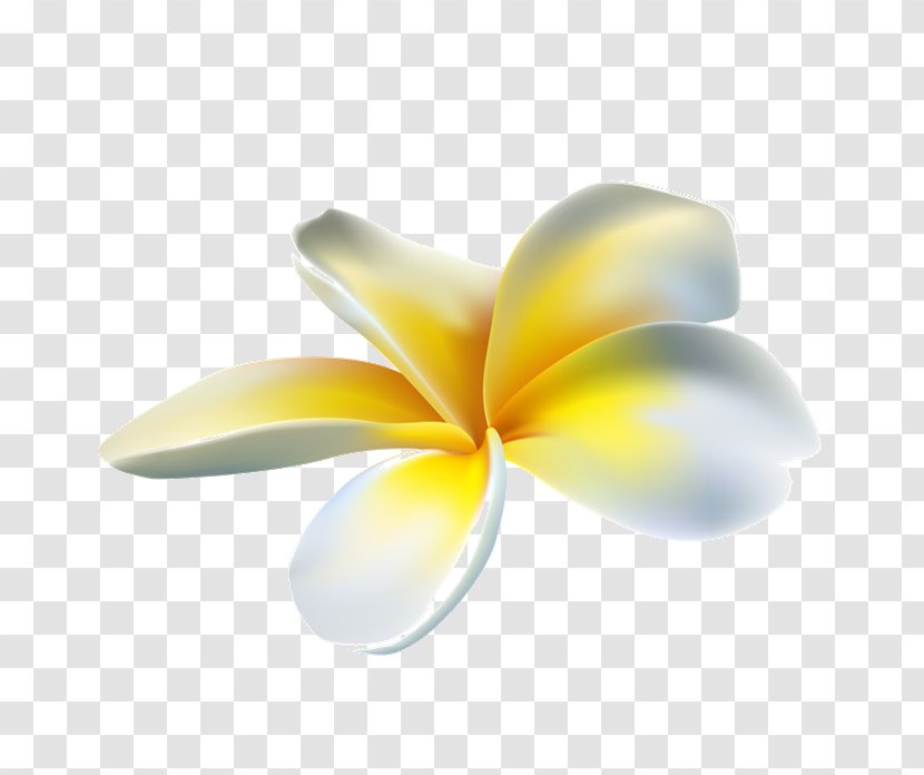 Frangipani Petal Flower Clip Art - Plant Transparent PNG