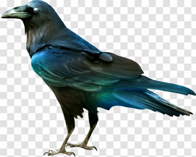 Crows Raven Bird - Crow Like - CRANE BIRD Transparent PNG
