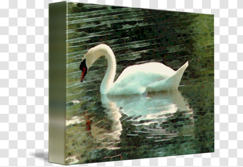 Cygnini Fauna Pond Beak - Ducks Geese And Swans - Watercolor Swan Transparent PNG