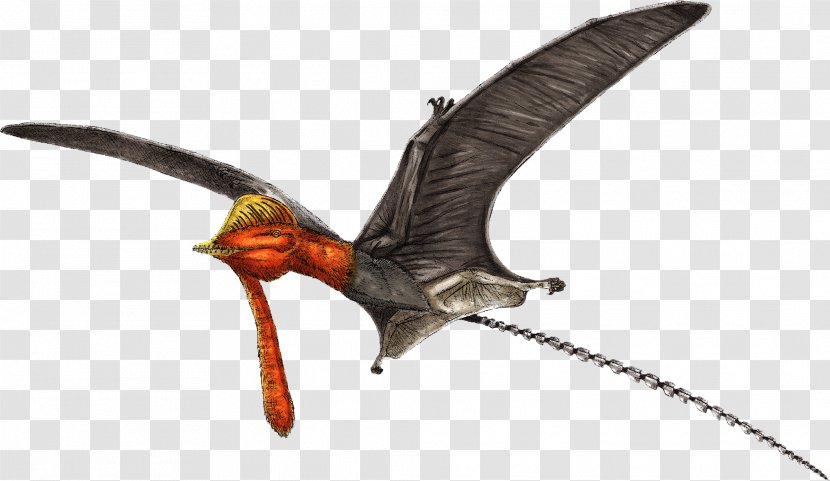 Nyctosaurus Pterorhynchus Pterodactyloidea Rhamphorhynchidae Dinosaur - Reptile Transparent PNG