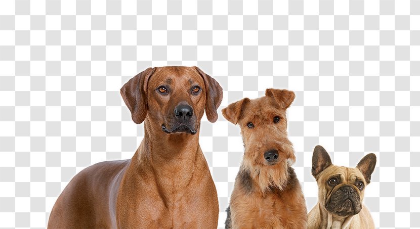 Dog Breed Rhodesian Ridgeback Food Companion Royal Canin - Group Of Dogs Transparent PNG