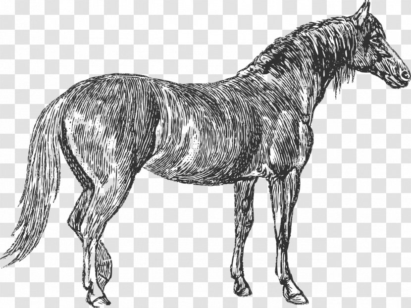 Mule Mane Mustang Russian Heavy Draft Stallion Transparent PNG