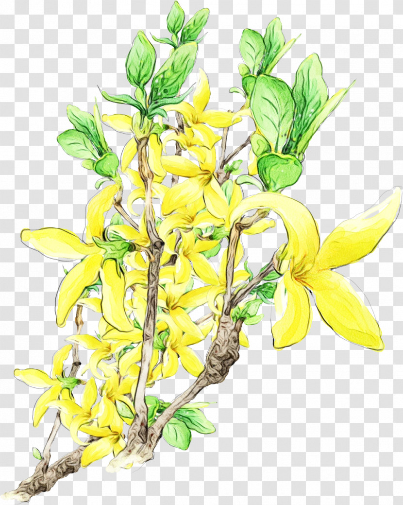 Flower Plant Yellow Branch Cut Flowers Transparent PNG