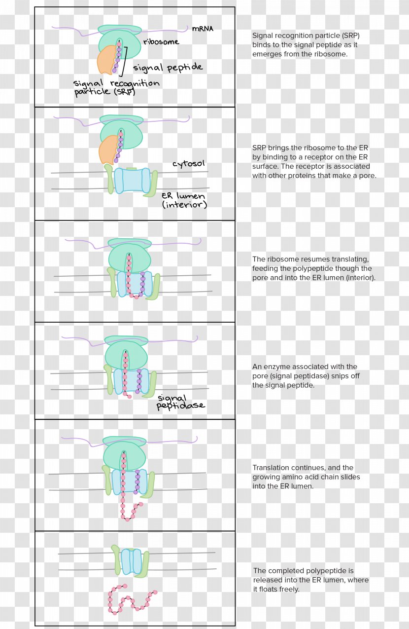 Translation Amino Acid Protein Biosynthesis Cell - Paper Transparent PNG