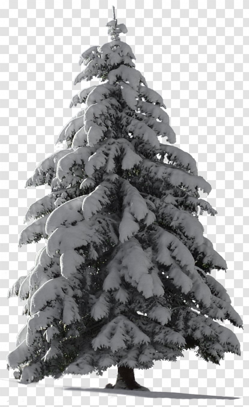 Christmas Tree Snow - Conifer - Fir-tree Transparent PNG