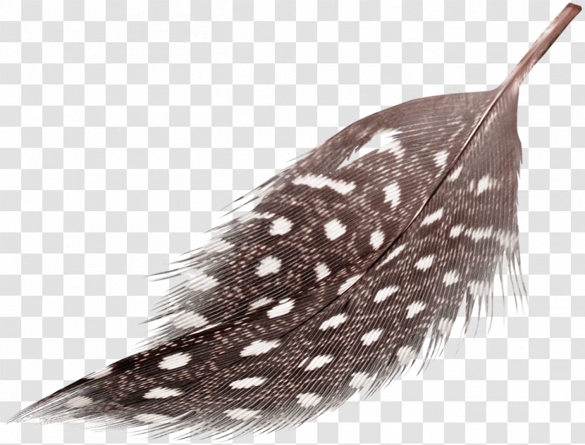 Feather Goose Brown - Feathers Transparent PNG