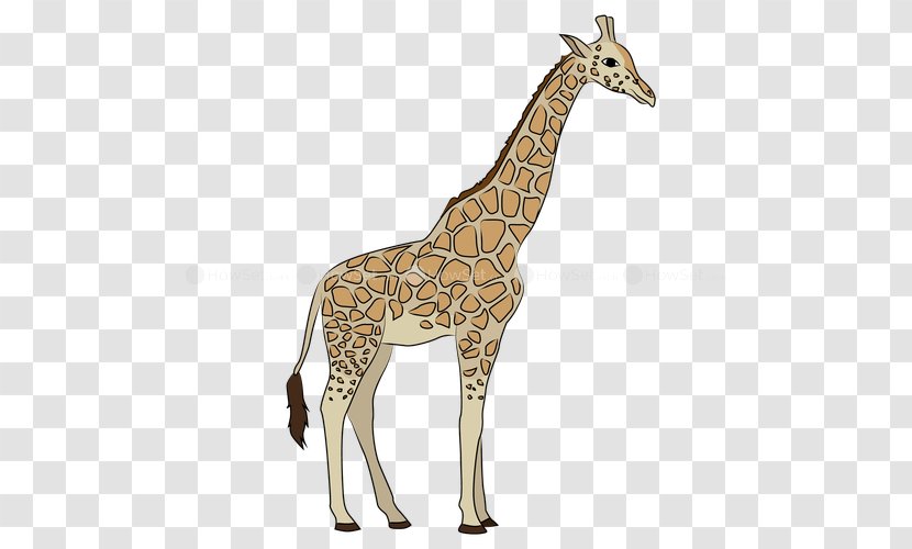 Giraffe - Drawing - Mammal Transparent PNG