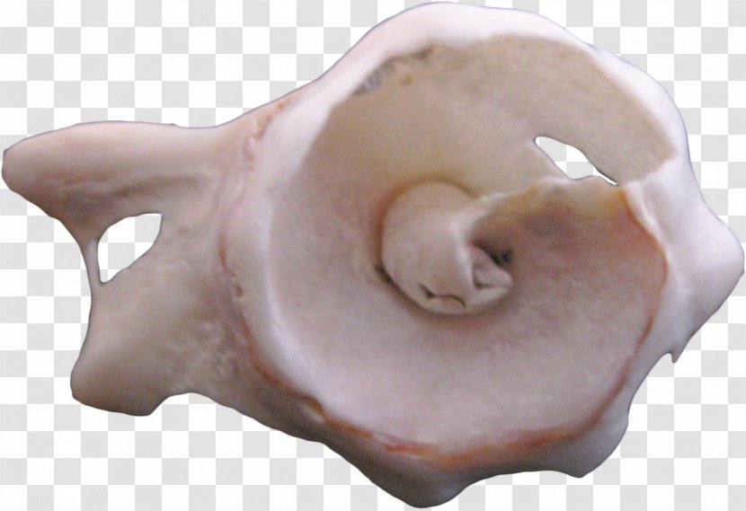 Pigs Ear Shankha Conch - Highdefinition Television - Alien Transparent PNG