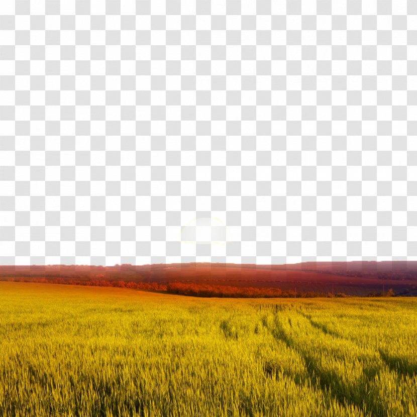 Sunset Wheat Landscape - Grass - Field Views Transparent PNG