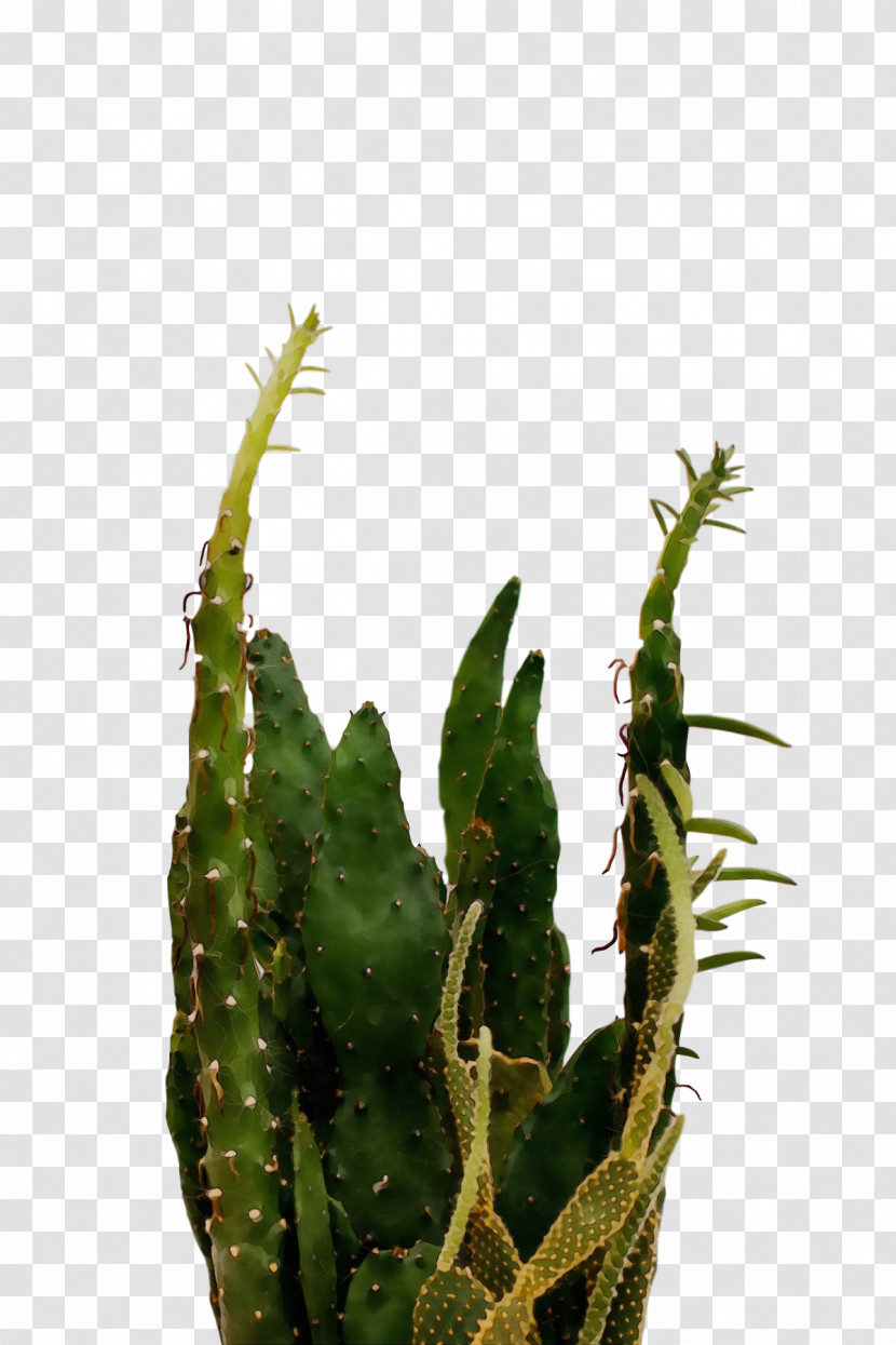 Cactus Transparent PNG