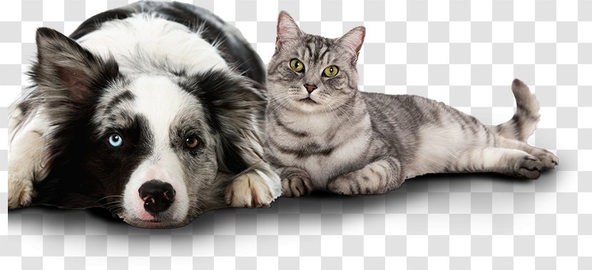 Dog Cat Pet Animal Loss Microchip Implant - Like Mammal Transparent PNG