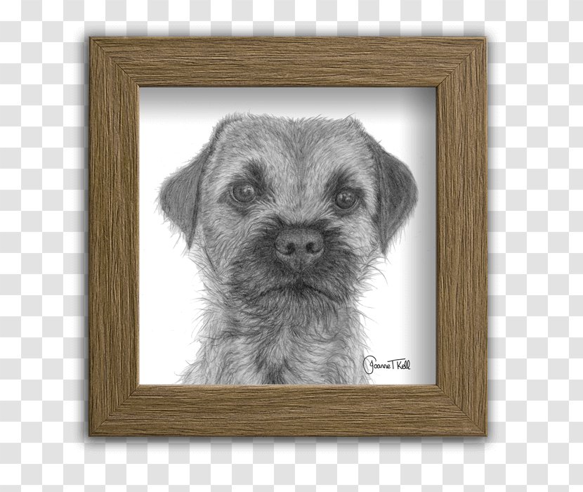 Border Terrier Norfolk Schnoodle Puppy Companion Dog - Breed Transparent PNG