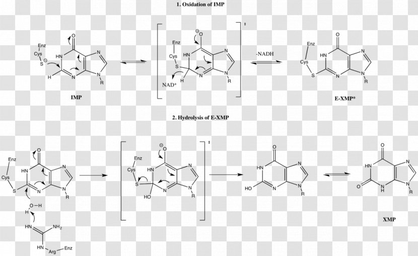 IMP Dehydrogenase Inosinic Acid Inosine /m/02csf - Drawing - Mecanism Transparent PNG