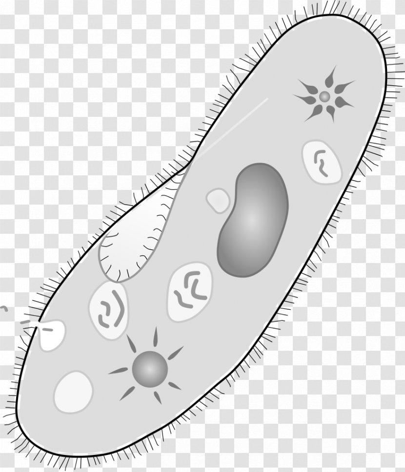 Paramecium Caudatum Protozoa Unicellular Organism Amoeba Vacuole - Wikiwand - Gada Transparent PNG