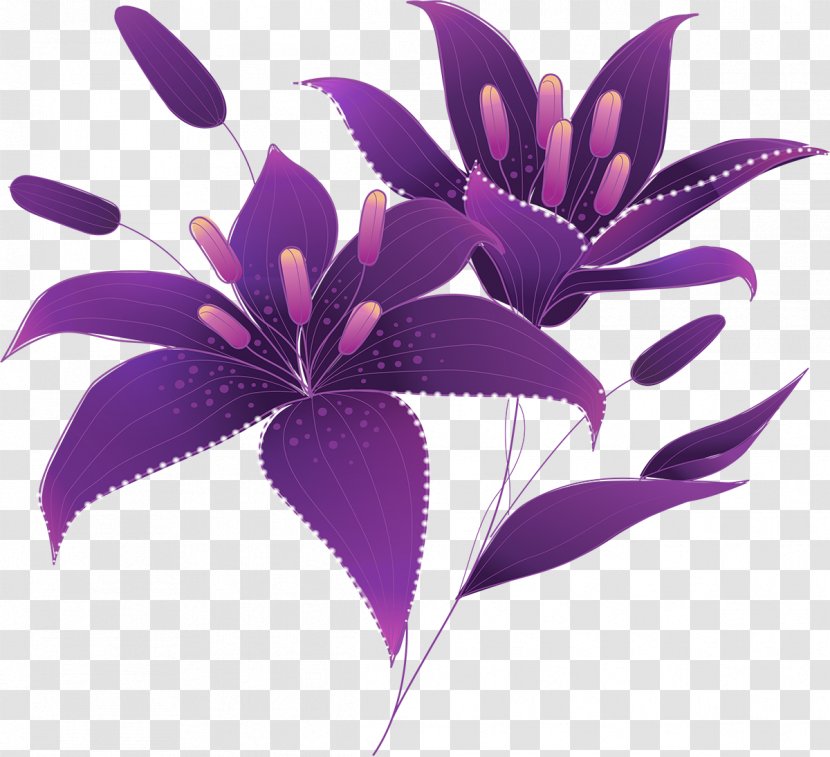 Arum-lily Purple Drawing Lilium Clip Art - Calla Lily - Plum Transparent PNG