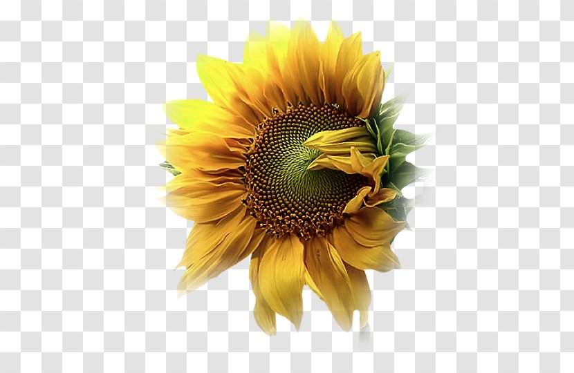 Common Sunflower Graphic Design Petal Dew - Beach Rose - Orkut Transparent PNG