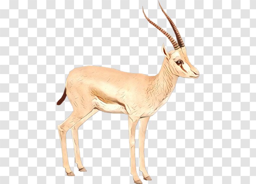 Gemsbok Springbok Impala Gazelle Fauna - Terrestrial Animal Transparent PNG