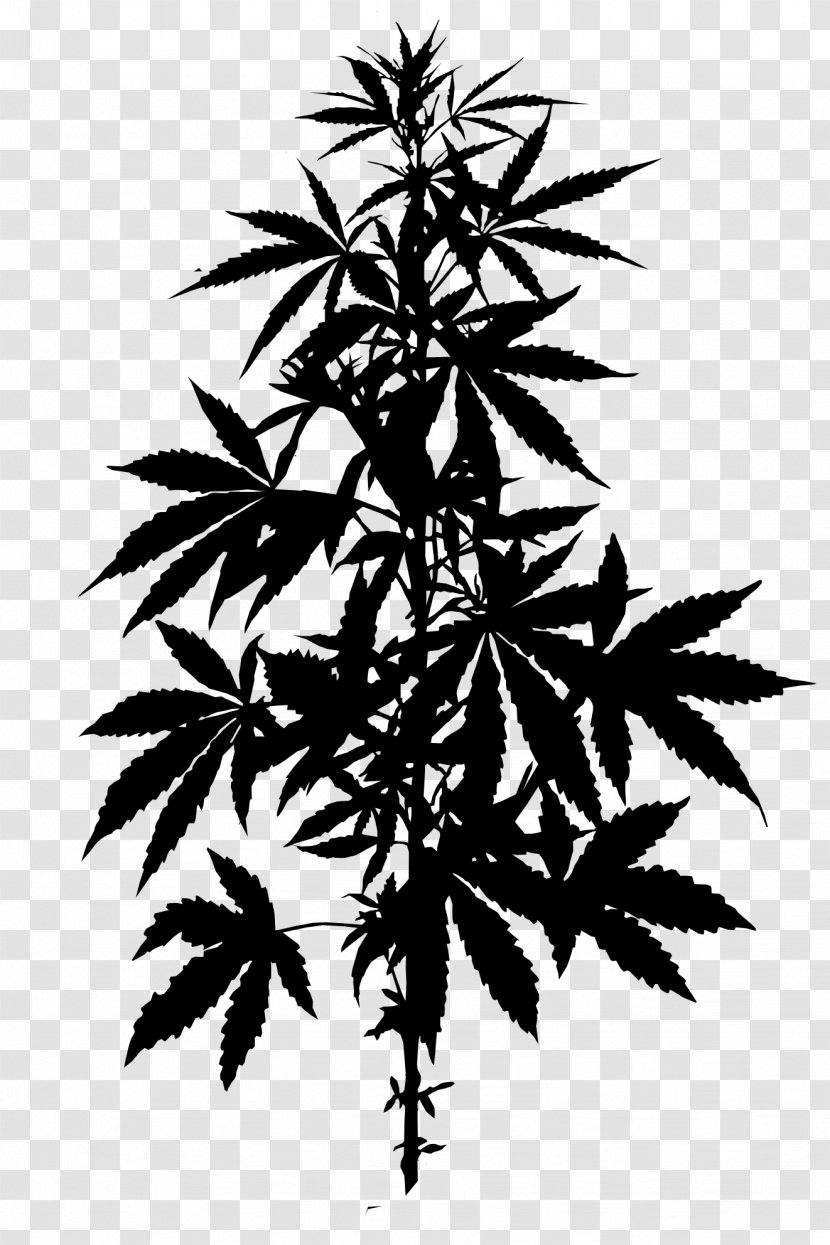 Legality Of Cannabis Hemp Marijuana Medical - Cannabidiol - Shop Transparent PNG