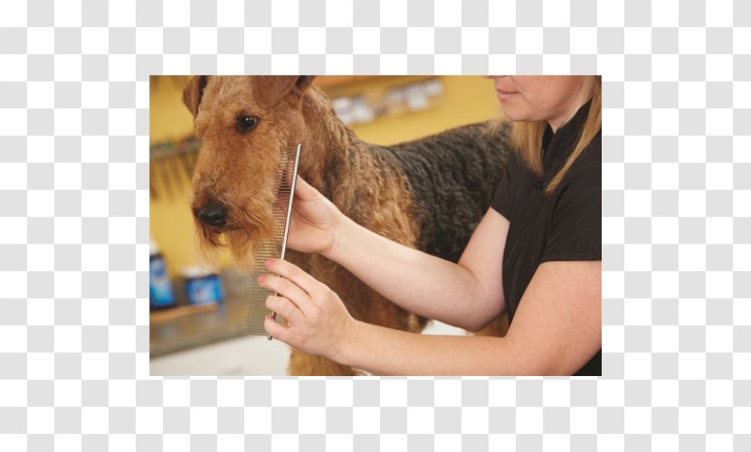 Airedale Terrier Lakeland Welsh Comb Brush - Cat Transparent PNG
