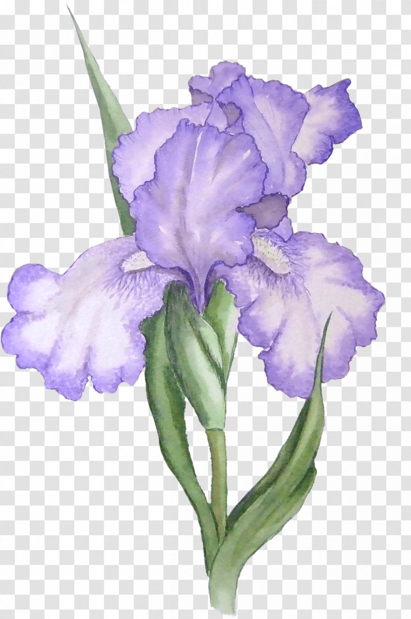 Iris Versicolor Pseudacorus Flower Clip Art - Watercolor Painting - Purple Flowers Transparent PNG