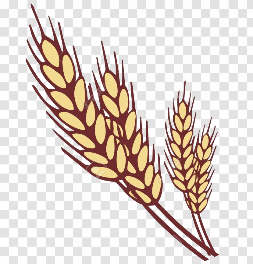 Wheat - Plant - Food Grain Transparent PNG