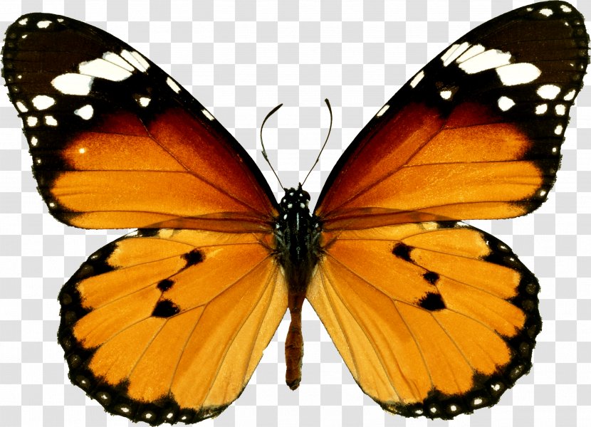 Monarch Butterfly Danaus Chrysippus 123 Kids Fun FLASHCARDS - Milkweeds - Alphabet Learning Games PUZZLE REDButerfly Transparent PNG