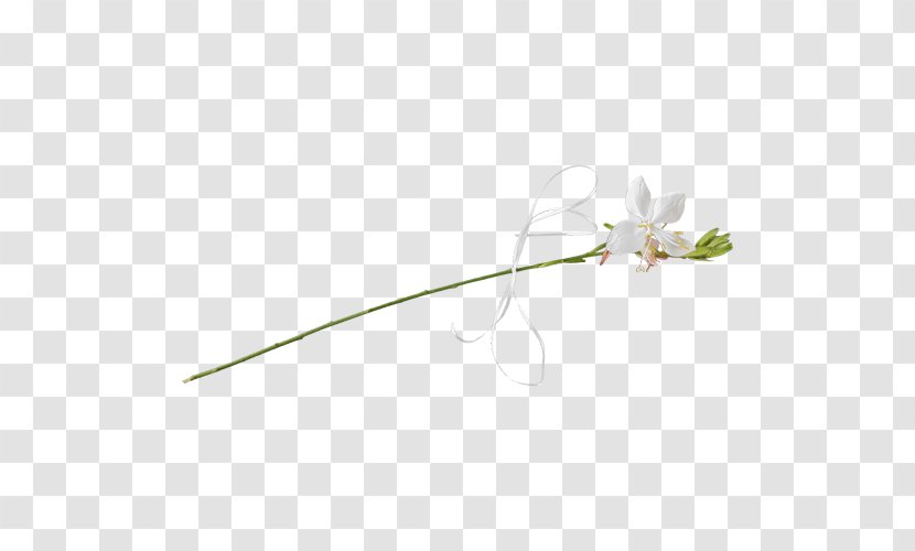 Petal Leaf Plant Stem Line Flowering - Grass Transparent PNG