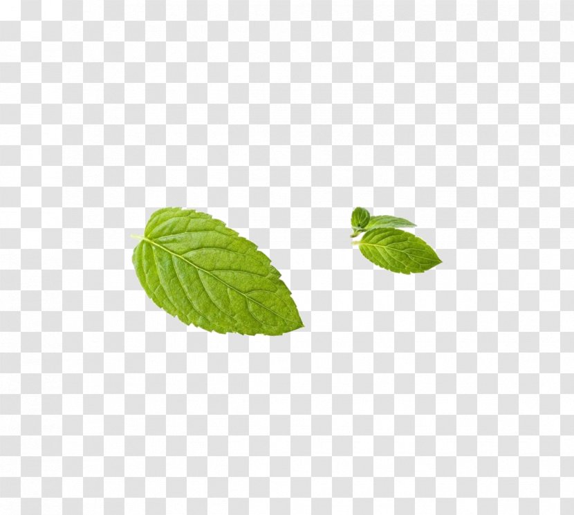 Leaf Peppermint Green - Plant - Mint Transparent PNG