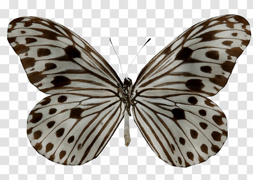 Milkweed Butterflies Glassy Tigers Ideopsis Gaura Borboleta Monarch Butterfly - Symmetry Transparent PNG