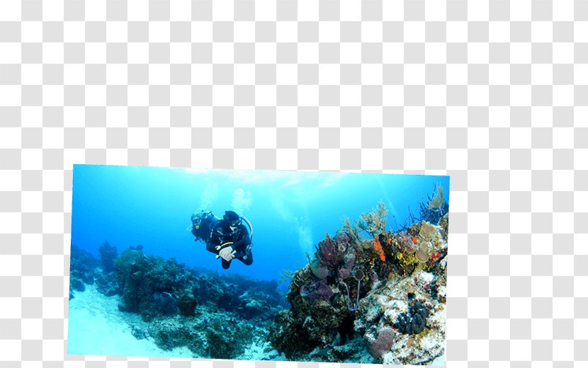 Playa Del Carmen Cozumel Caribbean Coral Reef Underwater Diving - Dive Palancar Transparent PNG