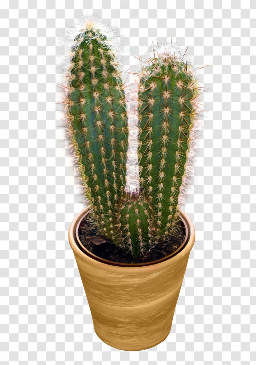 Cactaceae Clip Art - Licence Cc0 - Cactus Image Transparent PNG