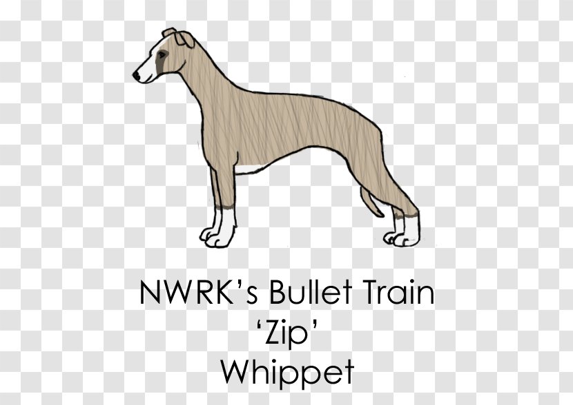 Whippet Italian Greyhound Spanish Sloughi Dog Breed - Carnivoran - Sheltie Transparent PNG